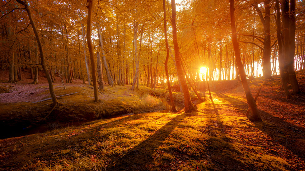 Sonnenuntergang Wald Bäume Herbst Image by photoangel on Freepik
