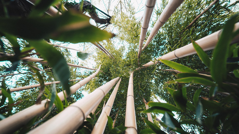 Bambuswald aus Froschperspektive